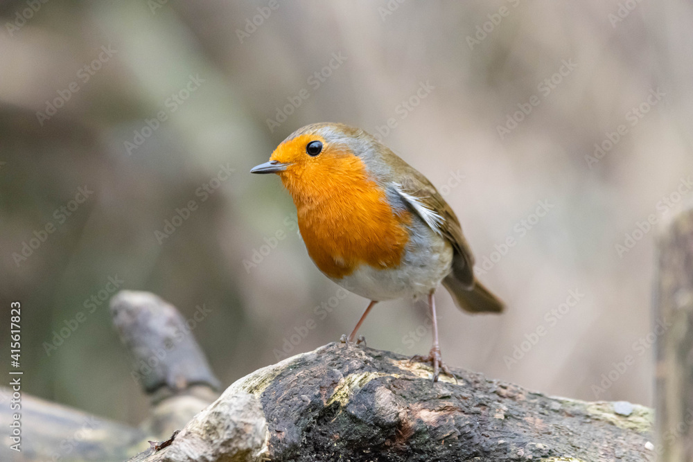 Red Robin Red Robin