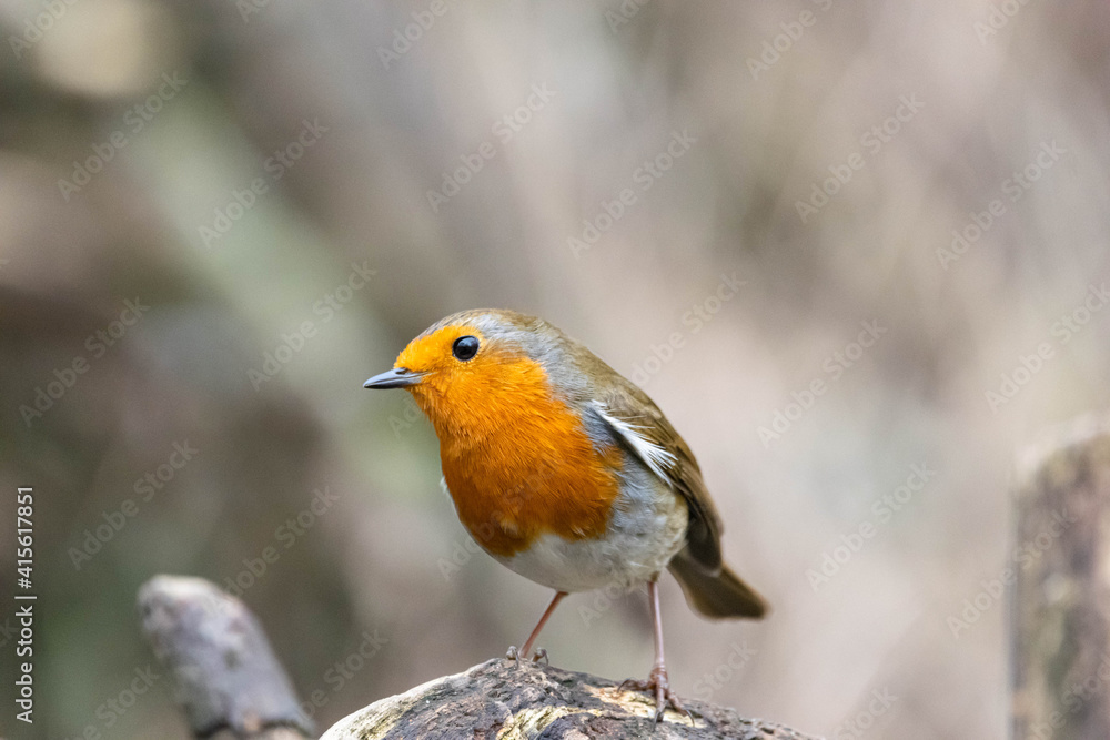 Red Robin Red Robin