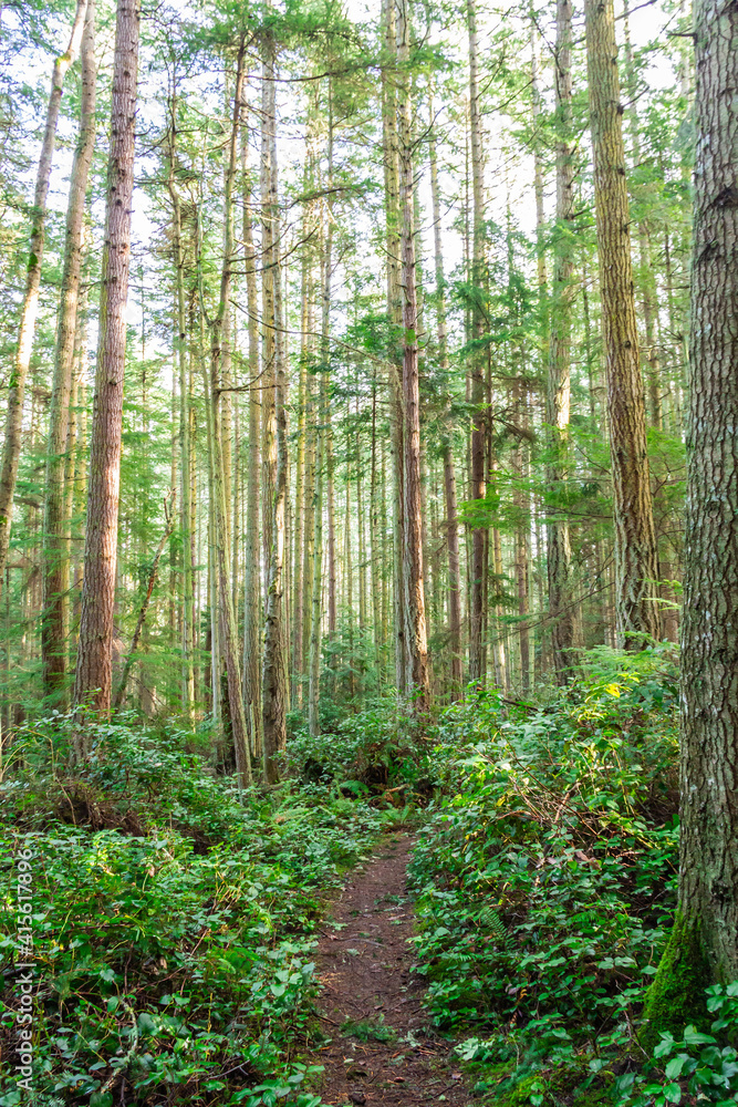 A scenic trail through a dense pine forest in the Pacific Northwest. A scenic trail through a dense pine forest in the Pacific Northwest.