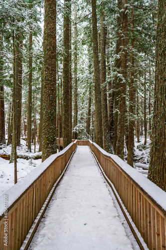 A snow covered boardwalk through a forest providing leading lines to draw the viewer into the image.
