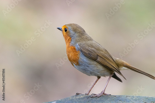 Red Robin © Steven Clough