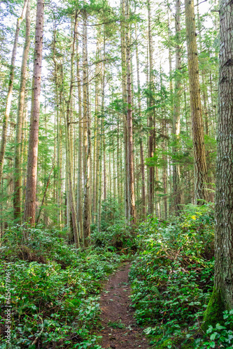 A scenic trail through a dense pine forest in the Pacific Northwest.