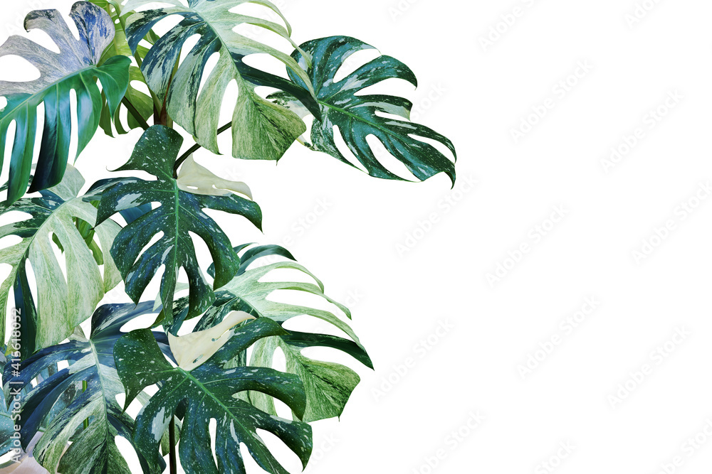 Variegated Leaves of Monstera, Split Leaf Philodendron Plant Isolated on White Background with Clipping Path
