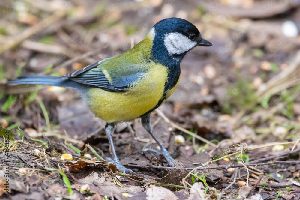 Fototapeta premium Blue Tit