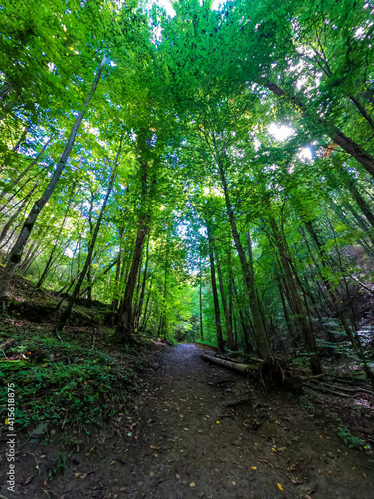 path in the forest path in the forest