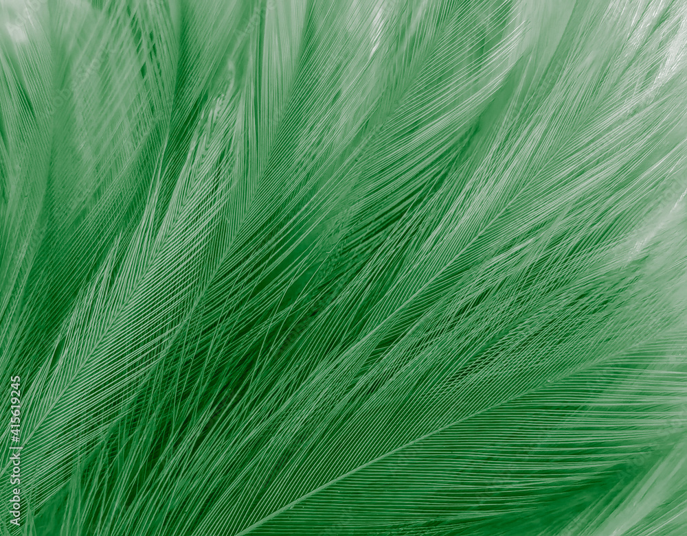 Beautiful abstract green feathers on black background, yellow feather texture on dark pattern, green background, feather wallpaper, love theme, valentines day, dark texture Beautiful abstract green feathers on black background, yellow feather texture on dark pattern, green background, feather wallpaper, love theme, valentines day, dark texture