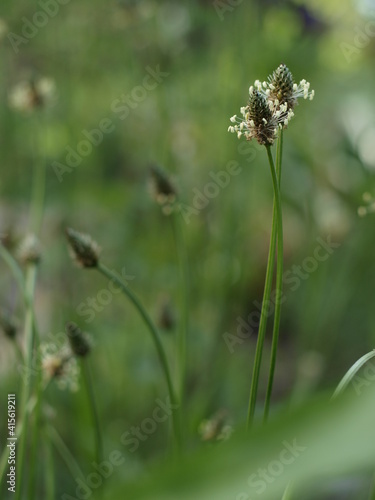 Wallpaper Mural Heilpflanze Blüte Spitzwegerich Plantago Lanceolata Bokeh
 Torontodigital.ca