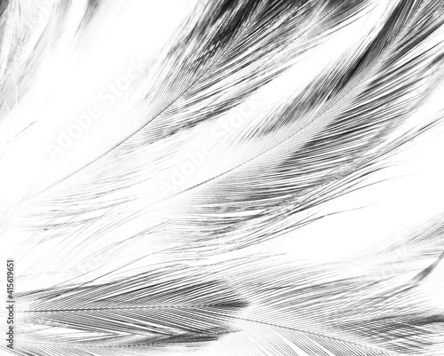 Beautiful abstract black feathers on white background and soft white feather texture on white pattern, dark theme wallpaper, gray feather background, black banners, dark texture