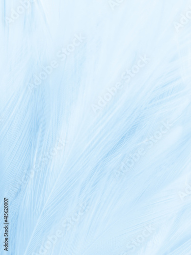 Beautiful abstract blue feathers on white background, black feather texture on blue pattern and blue background, feather wallpaper, blue banners, love theme, valentines day, soft texture