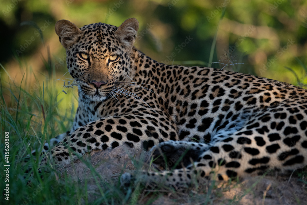 Fototapeta premium A beautiful young female Leopard seen on a safari in South Africa