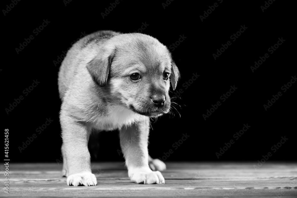 Fototapeta premium Cute puppy on a wooden table. Studio photo on a black background.