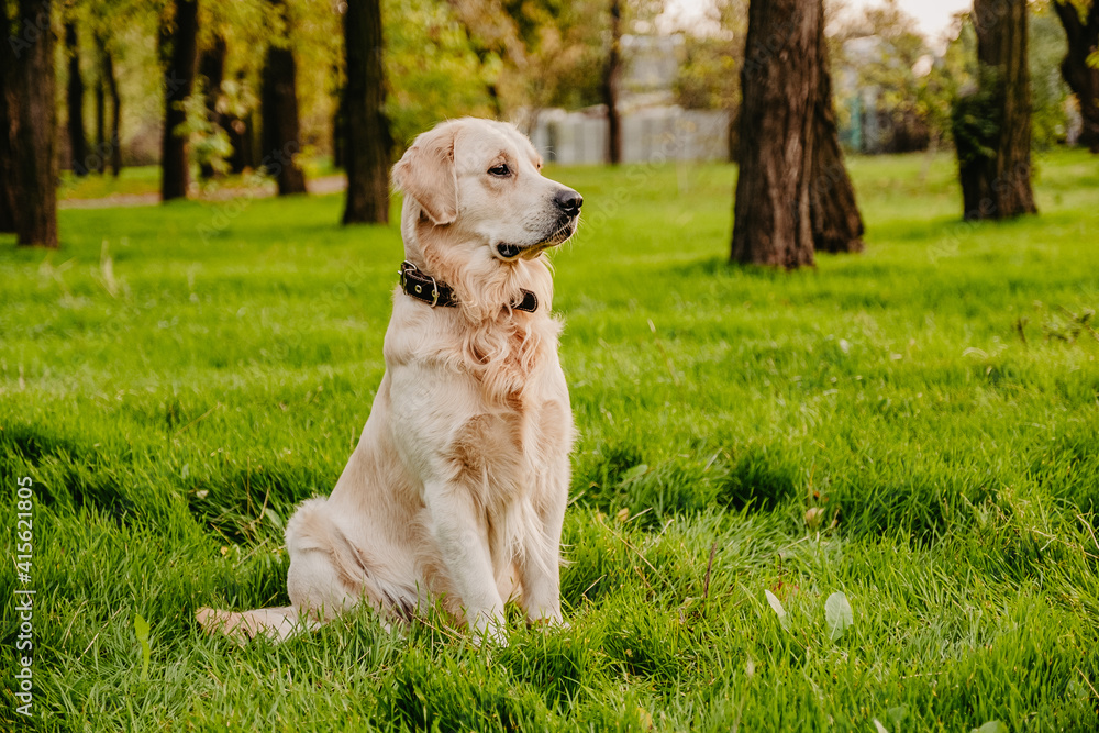 Golden retriever sits in the park on the grass in autumn. Golden retriever sits in the park on the grass in autumn.