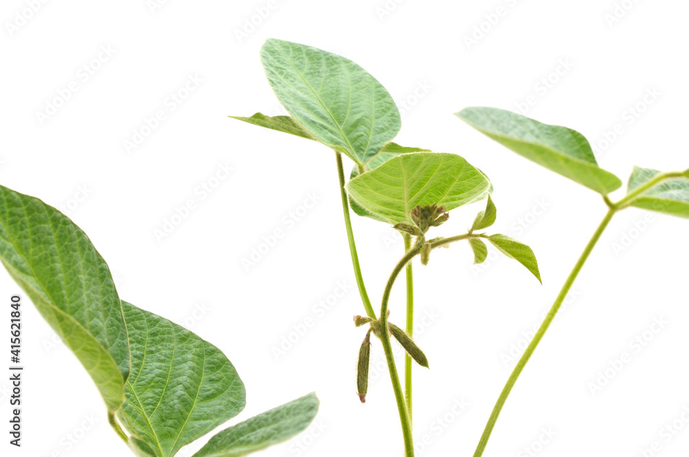 Green soybean stalks with leaves and small pods. Green soybean stalks with leaves and small pods.