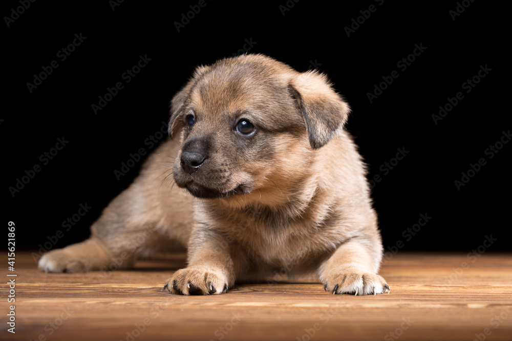 Cute puppy on a wooden table. Studio photo on a black background. Cute puppy on a wooden table. Studio photo on a black background.