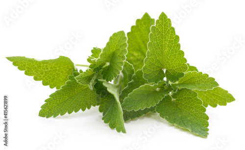 Konstfotografi Green leaves of lemon balm.