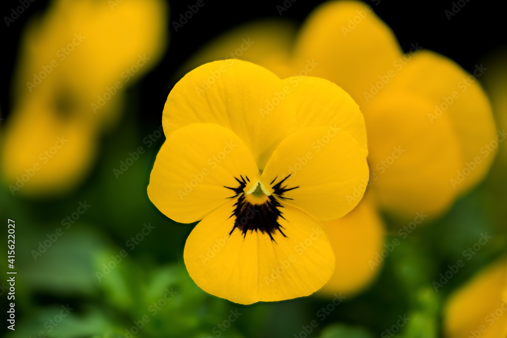 yellow pansy, viola in a flower bed, macro view yellow pansy, viola in a flower bed, macro view