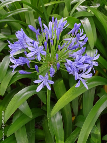 AGAPANTHUS AFRICANUS. AGAPANTO. BLUE AFRICAN LILY. A COMPOSITE FLOWER.