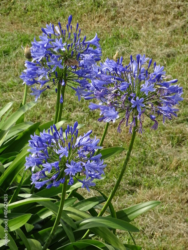AGAPANTHUS AFRICANUS. AGAPANTO. BLUE AFRICAN LILY. PLANT WITH THREE FLOWERS.
