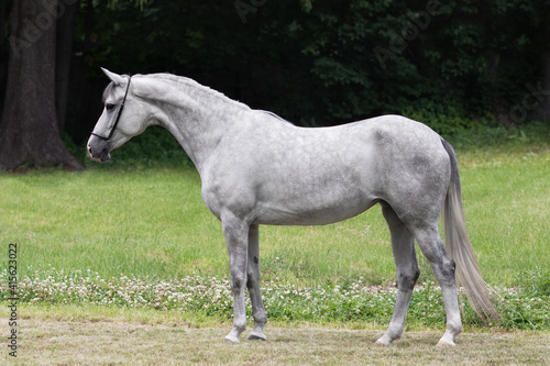 Gray horse stands on natural summer background, profile side view, exterior