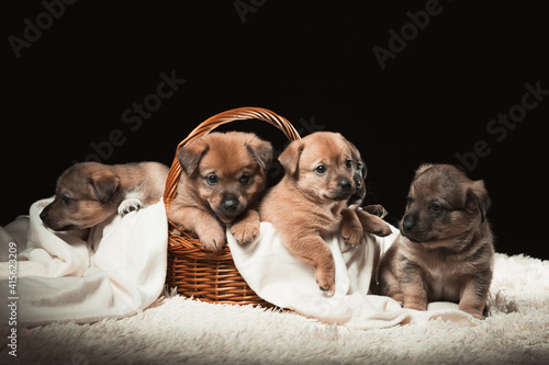 Group of puppies in a wicker basket on a white blanket. Studio photo on a black background.