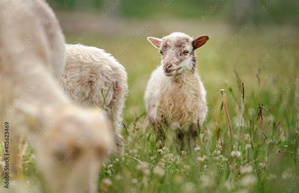 Obraz premium Small ouessant (or Ushant) sheep lamb grazing on dandelion stalks, another animal near