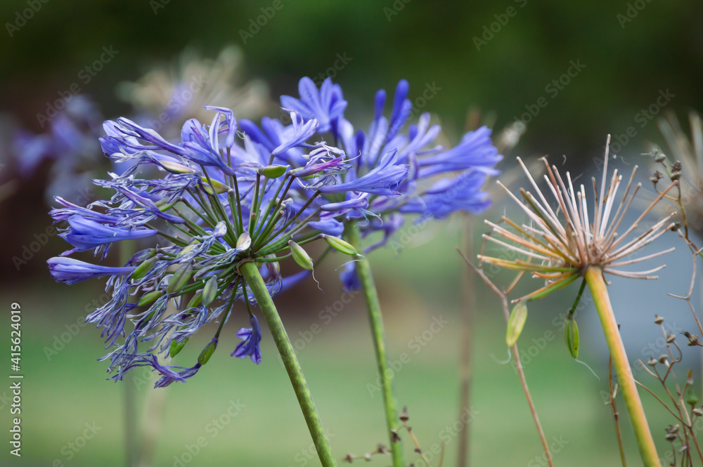 Beautiful flower decorating the forest Beautiful flower decorating the forest