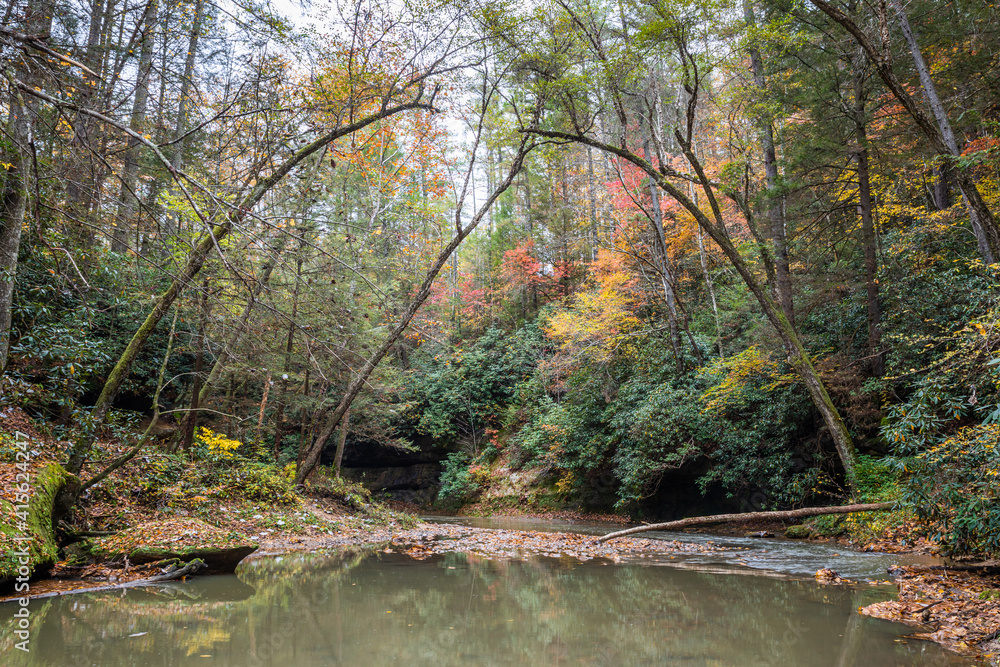 Naklejka premium Forest Stream in Autumn