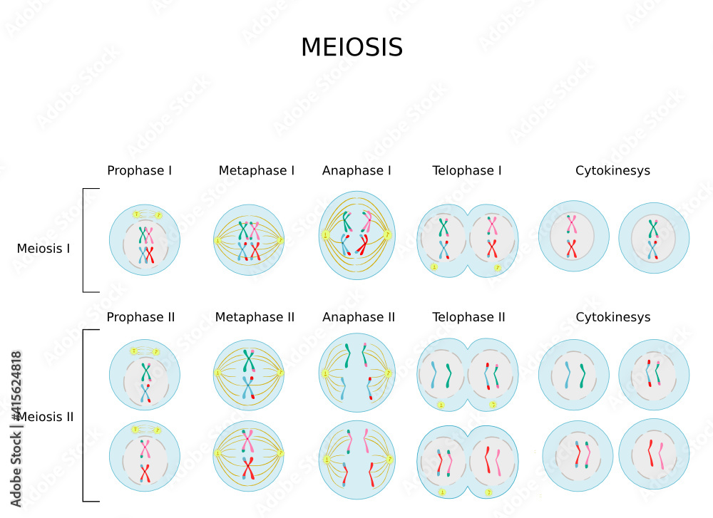 Meiotic Phases Prophase Metaphase Anaphase And Telophaseprocess