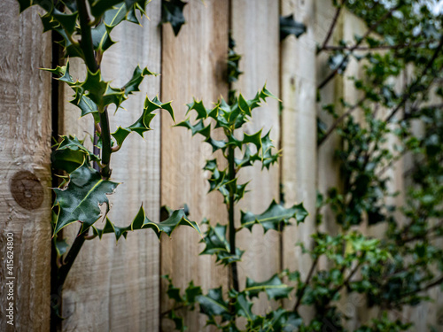 Holly leaves and branches pushing through a wooden fence