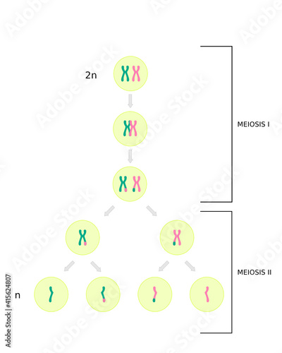Diagram of Meiosis, cell division in sexually reproducing organisms for produce the gametes. Illustration
