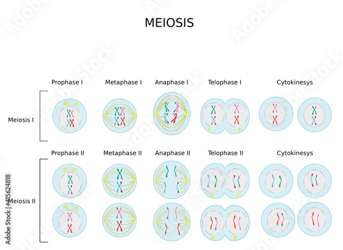 Meiotic phases: Prophase, Metaphase, Anaphase, and Telophase.Process cell division in sexually reproducing organisms.Educational infographic photo