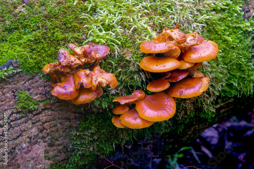 mini red brown mushroom fungus plates growing amongst luminous green lichen 