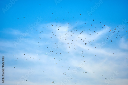 A beautiful shot of scattered bird flock flying in the cloudy blue sky