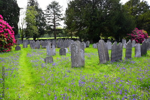 bluebells growing around old gravestones photo