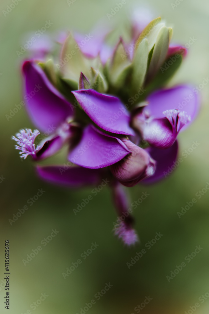 Purple Orchid Purple Orchid