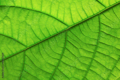 texture of a green leaf