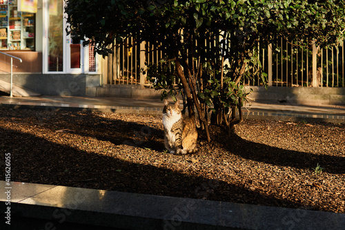 stray cat in the morning sun on a city street