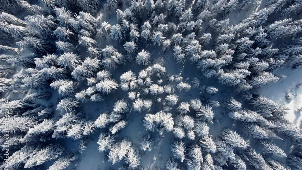 Aerial shot, 4K. Spruces covered with snow and frost. Flying over evergreen forest. Aerial shot, 4K. Spruces covered with snow and frost. Flying over evergreen forest.