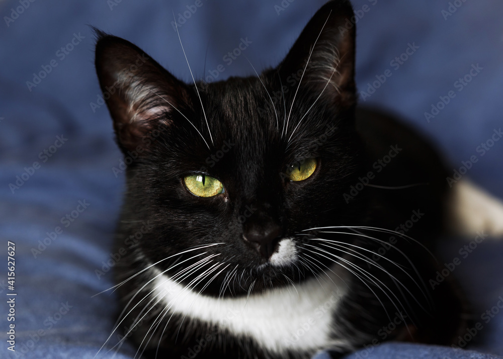 A portrait of adorable Sleepy black and white fluffy cat with green eyes resting on comfy bed throw