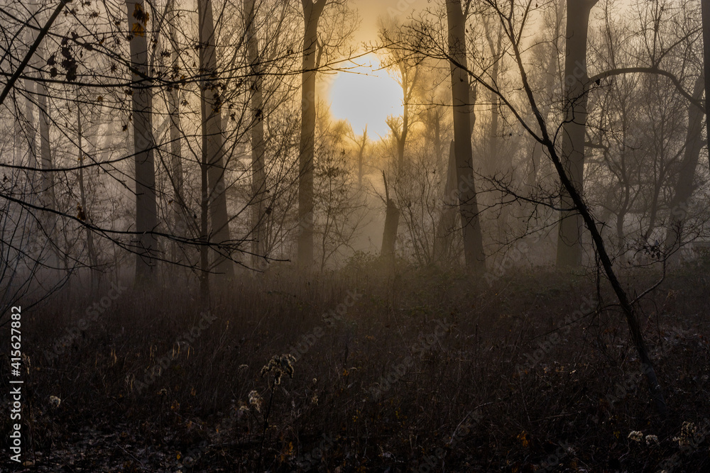 Nebel im Wald bei Sonnenaufgang