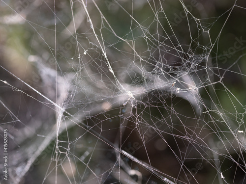 spidernet