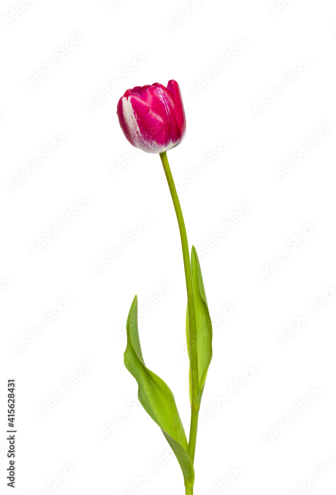 Red tulip flower isolated on white background Red tulip flower isolated on white background