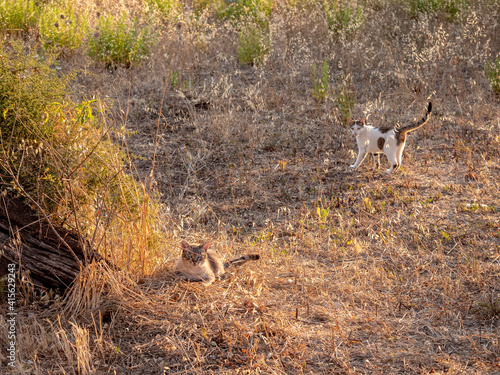 Photography cats