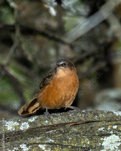 Rufous chatterer (Argya rubiginosa) in Serengeti, Tanzania.