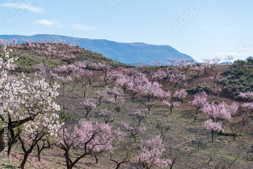 Almond blossoms in the mountains in southern Spain
