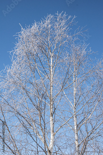 tree in winter