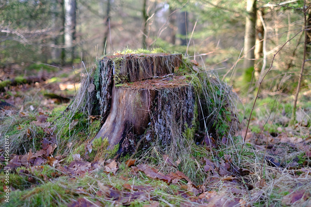 Obraz premium Baumstumpf ist mit Moos überwachsen