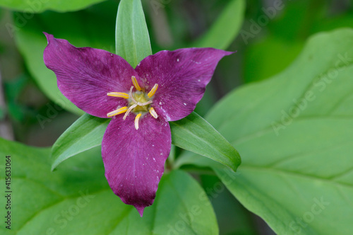 Western Trillium (Trillium ovatum), Cowichan Valley, Vancouver Island, British Columbia, Canada photo