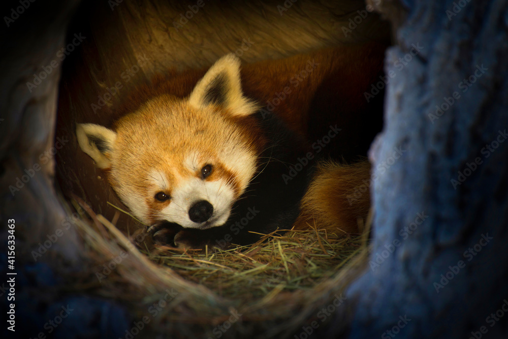 Obraz premium This little Red Panda seemed to be saying good night after turning in for a long winter's nap. 