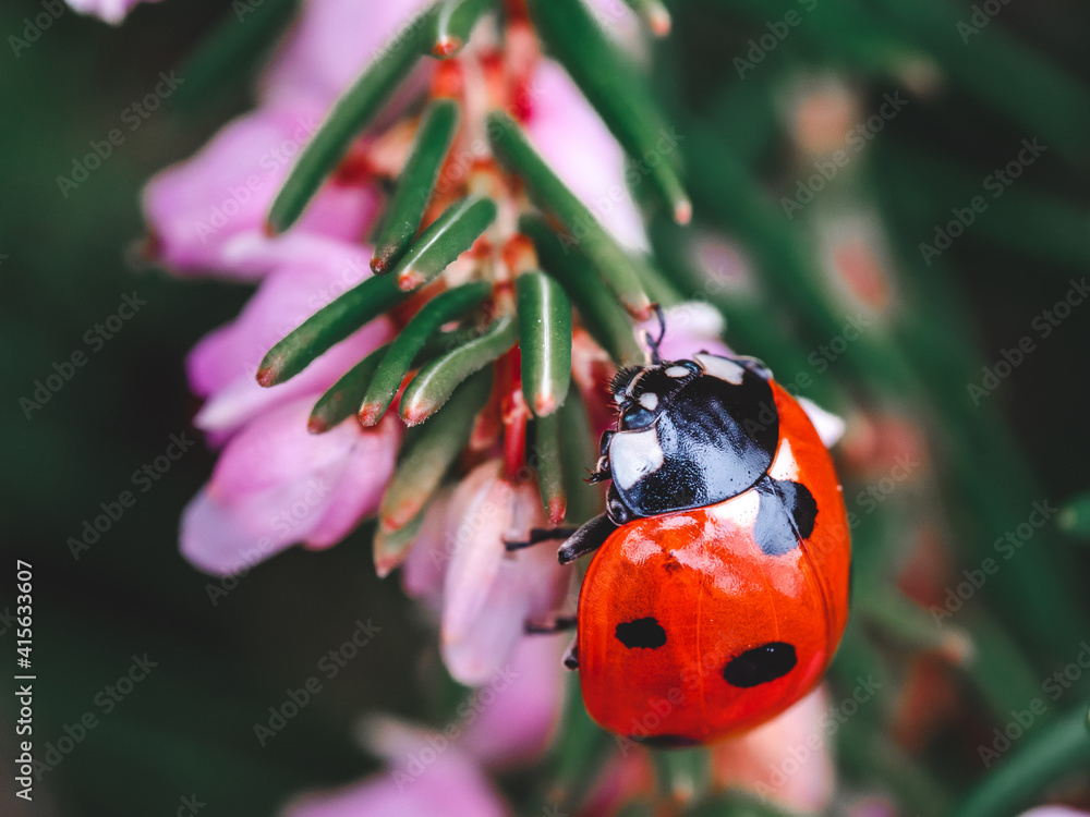 Obraz premium Close up on a red ladybug with black spots on heather - small pink flowers